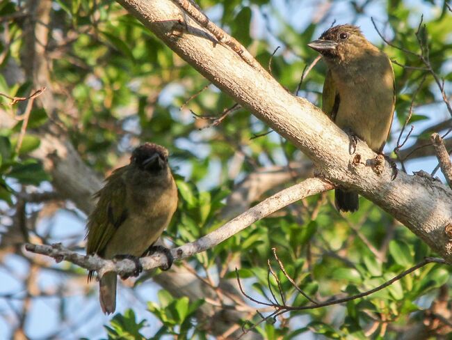 Pair of Green Barbets