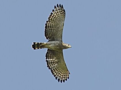 Southern-Banded Snake Eagle