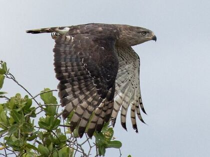 Southern-Banded Snake Eagle in flight