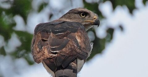 Southern-Banded Snake Eagle beautiful