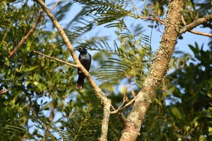 Black bellied starling at eshowe