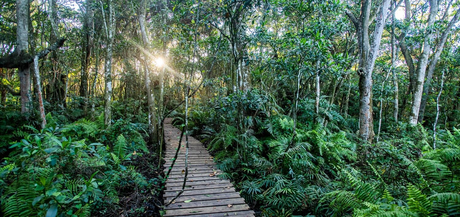 Forest Boardwalk in Zululand