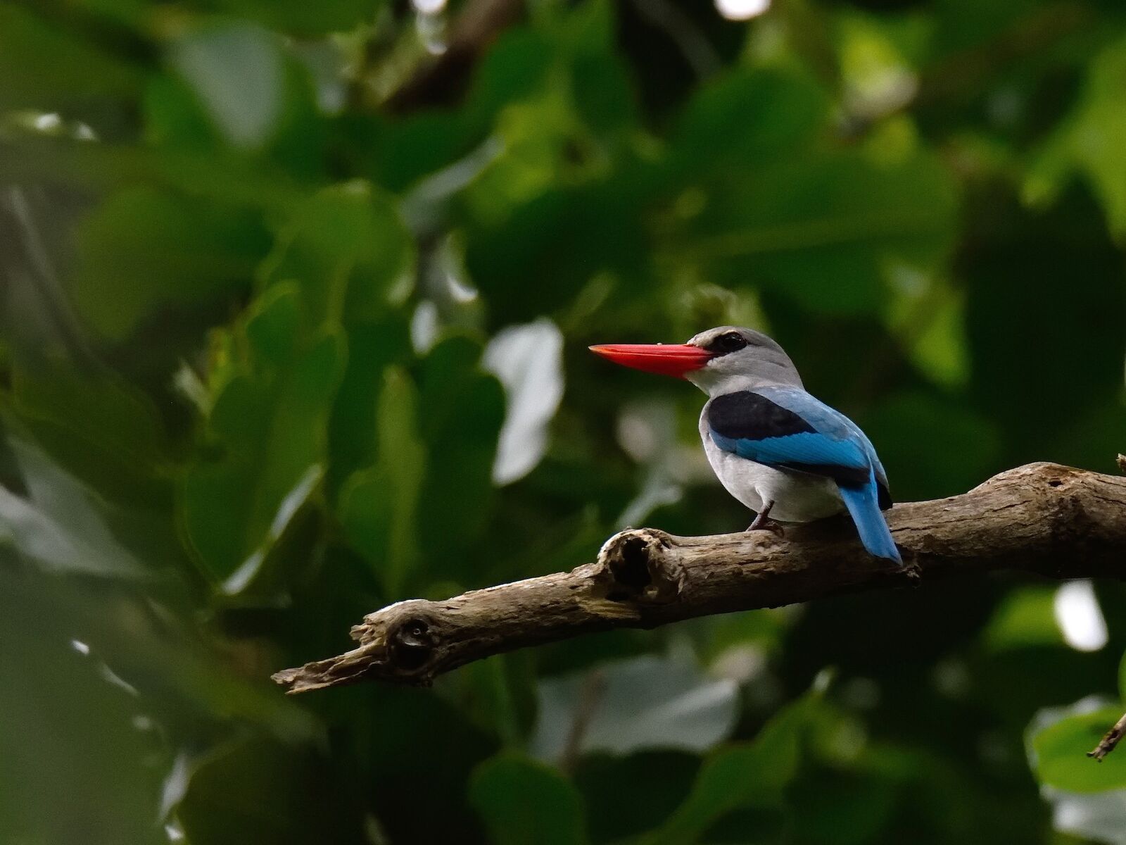 Mangrove Kingfisher