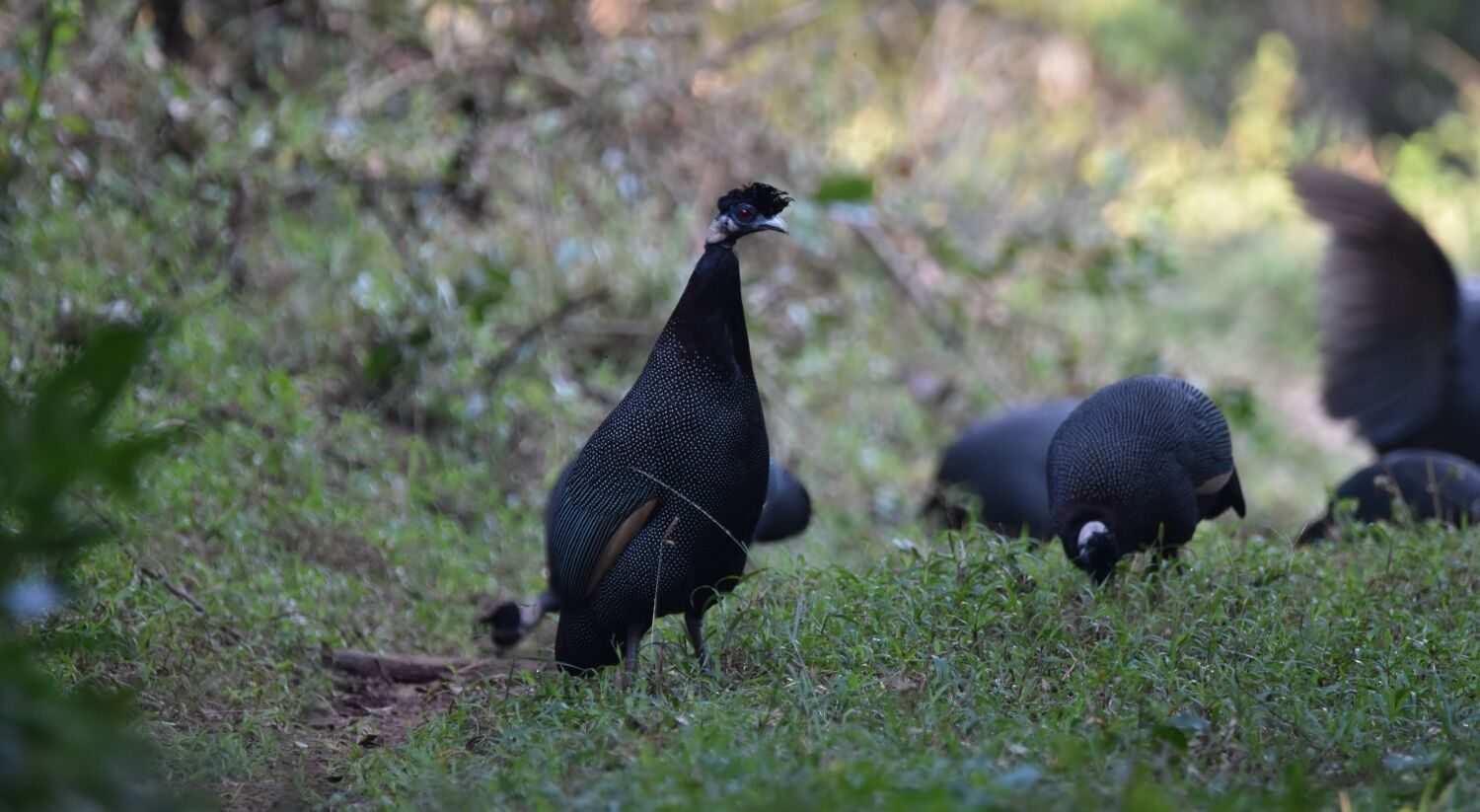 Crested Guineafowl