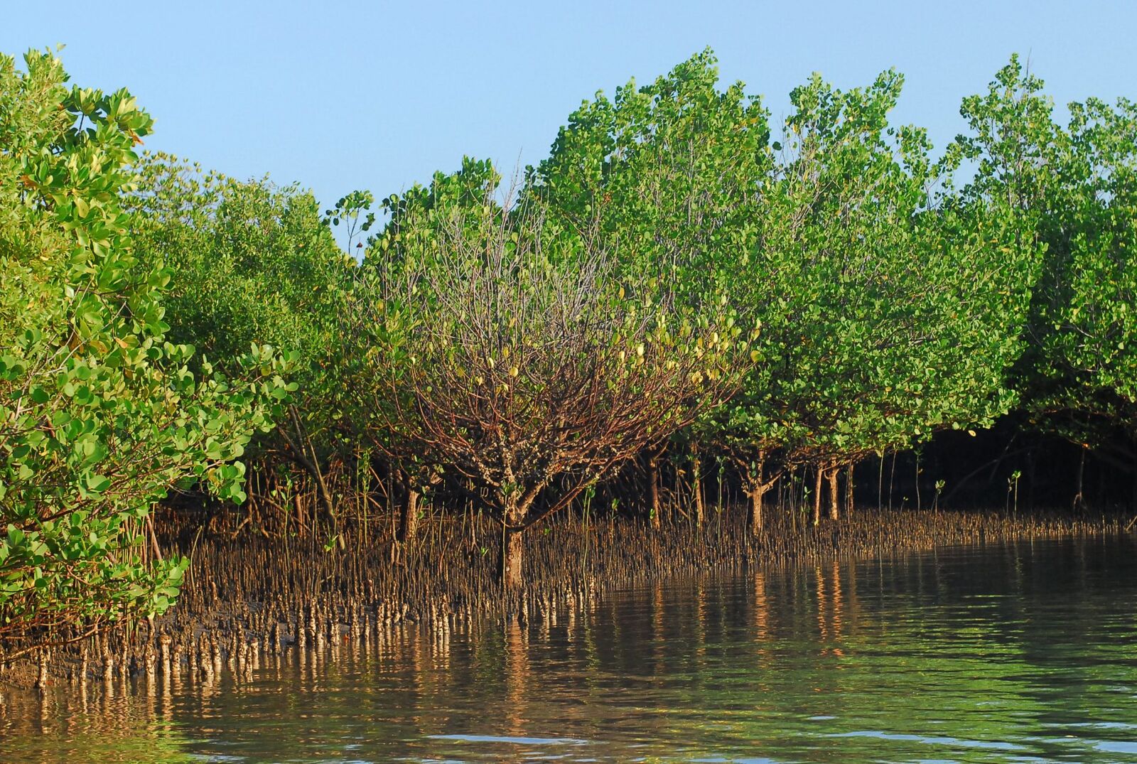 Mangroves at Mtunzini Estuary