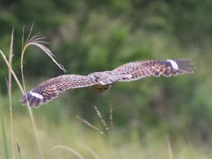 Swamp Nightjar in flight