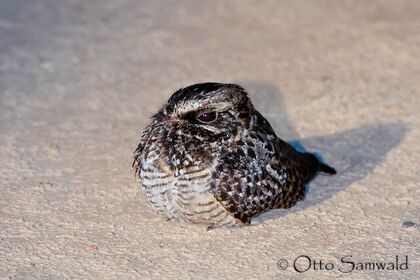 Swamp Nightjar