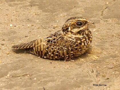 Swamp Nightjar on ground