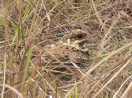 Swamp Nightjar in Grass