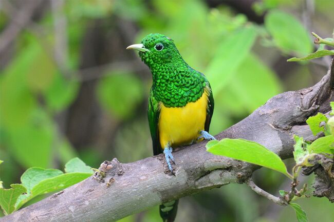 Nkandla forest - Emerald Cuckoo