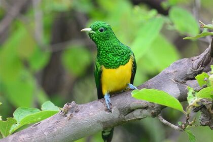 Nkandla forest - Emerald Cuckoo