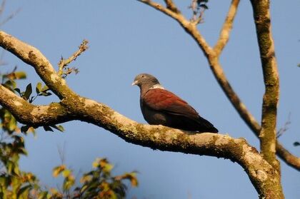 Eastern Bronze-Naped Pigeon on branch