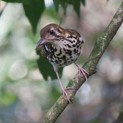 Spotted ground thrush on branch