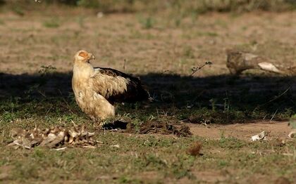 Palm-nut vulture on ground