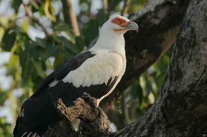 Palm-nut vulture in tree