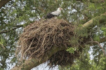 Palm-nut vulture nest